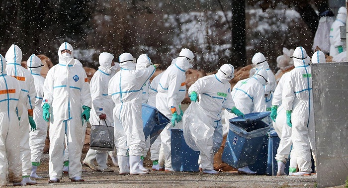 Japanese gov’t sends military to cull chickens amid bird flu outbreak 